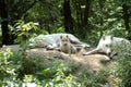 Polar wolf's family. Royalty Free Stock Photo