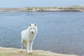 polar wolf standing against background of the river Royalty Free Stock Photo