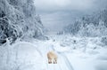 Polar wolf in the taiga