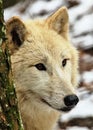 Polar wolf under a snow-covered tree trunk, looking into the distance with a curious expression