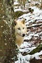 Polar wolf under a snow-covered tree trunk, looking into the distance with a curious expression