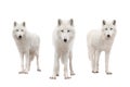 Polar wolfs isolated on a white