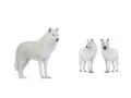 Polar wolfs isolated on a white