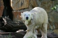 Polarbear