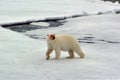 Polarbear on an ice floe after feeding a Seal with a bloody face