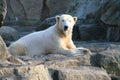 Polarbear Knut Royalty Free Stock Photo