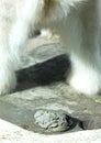 Polarbear pooing, selective focus