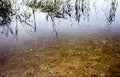 Polarized view beneath reflective clear pond with fish