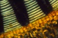 Polarizing micrograph of peristome teeth in Polytrichum moss.