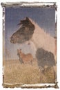 Polaroid transfer of horses
