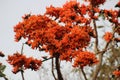 Polash flower, Butea monosperma is a species of Butea native to tropical and sub-tropical parts