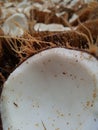 Pold coconut that is ready to be dried to be used as raw material for oil and cosmetics