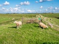 Polder landscape with grazing sheep, dike, grassland and farmhouse on West Frisian island Texel, Netherlands Royalty Free Stock Photo