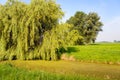 Polder landscape with a large weeping willow tree in the foreground