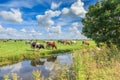 Polder and meadow landscape in the summer with juicy green grass and grazing black and brown white cows