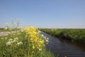 Polder Waterland Noord-Holland Royalty Free Stock Photo