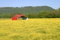 Pole Barn & Buttercups Royalty Free Stock Photo