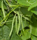 Pole Beans Royalty Free Stock Photo