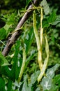 Pole beans growing in a garden Royalty Free Stock Photo