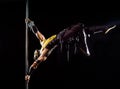 On the pole bodyart Scorpion