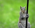 Pole Climbing Squirrel Royalty Free Stock Photo