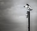 Pole Dancer (Seagull on Light Pole) Royalty Free Stock Photo