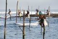 Pole fishermen at work in the early morning at Koggala on the south coast of Sri Lanka.