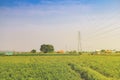 Pole high-voltage power lines that cross the farm crops, large green. Royalty Free Stock Photo