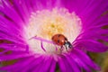 Pole jumping of a ladybug Royalty Free Stock Photo