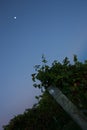 A pole with number 67 in a vineyard in Marlborough in New Zealand in the evening