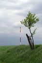 Pole and tree