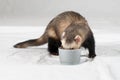 Polecat Royalty Free Stock Photo