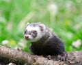 Polecat.