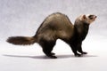 Polecat Royalty Free Stock Photo