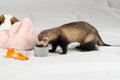 Polecat ate from cup