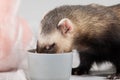 Polecat ate from cup Royalty Free Stock Photo