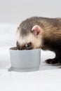 Polecat ate from cup