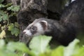 Polecat close up portrait by log hunting