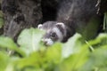 Polecat close up portrait by log hunting