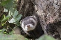 Polecat close up portrait by log hunting