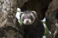 Polecat close up portrait by log hunting