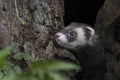 Polecat close up portrait by log hunting