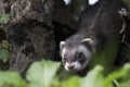 Polecat close up portrait by log hunting