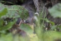 Polecat close up portrait by log hunting