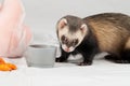 Polecat with cup Royalty Free Stock Photo