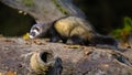 Polecat in forest at night