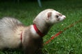 polecat in the grass