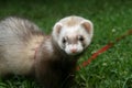 Polecat in the grass