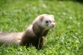 Polecat in the grass