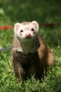 Polecat in the grass